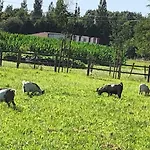 La Grange De Pardies Classe 2 Etoiles Daire Orthevielle